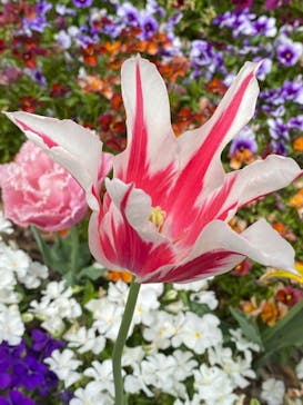 とっとり花回廊に投稿された画像（2022/4/24）