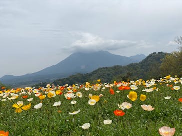 とっとり花回廊に投稿された画像（2022/4/24）