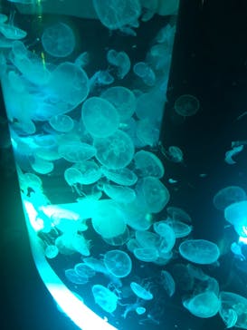 マクセル アクアパーク品川に投稿された画像（2022/4/24）