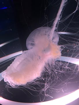 マクセル アクアパーク品川に投稿された画像（2022/4/24）