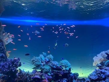 サンシャイン水族館に投稿された画像（2022/4/24）