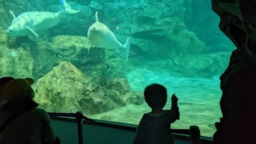 名古屋港水族館に投稿された画像（2022/4/24）