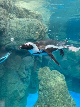 京都水族館に投稿された画像（2022/4/24）