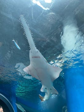 マクセル アクアパーク品川に投稿された画像（2022/4/24）