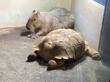 マクセル アクアパーク品川に投稿された画像（2022/4/24）