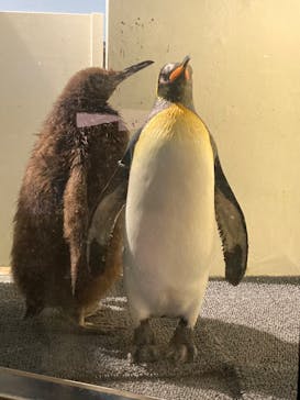 マクセル アクアパーク品川に投稿された画像（2022/4/24）