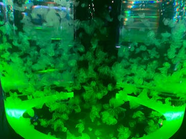 マクセル アクアパーク品川に投稿された画像（2022/4/24）