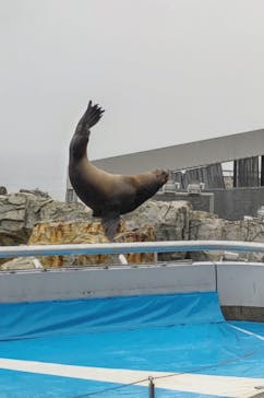 大分マリーンパレス水族館 「うみたまご」に投稿された画像（2022/4/24）