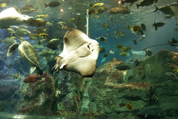 大分マリーンパレス水族館 「うみたまご」に投稿された画像（2022/4/24）