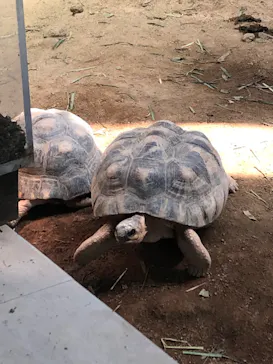 天王寺動物園に投稿された画像（2022/4/24）