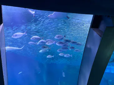 横浜・八景島シーパラダイスに投稿された画像（2022/4/24）