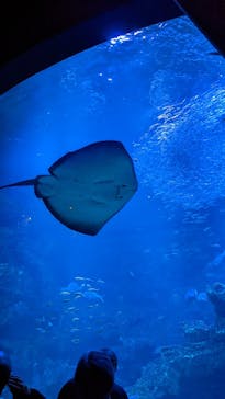 京都水族館に投稿された画像（2022/4/24）