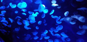 サンシャイン水族館に投稿された画像（2022/4/24）