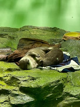 しながわ水族館に投稿された画像（2022/4/24）