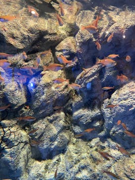 しながわ水族館に投稿された画像（2022/4/24）