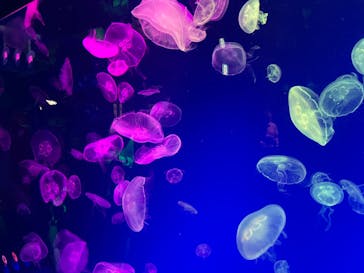 名古屋港水族館に投稿された画像（2022/4/24）