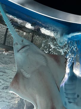 マクセル アクアパーク品川に投稿された画像（2022/4/24）