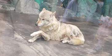 天王寺動物園に投稿された画像（2022/4/24）