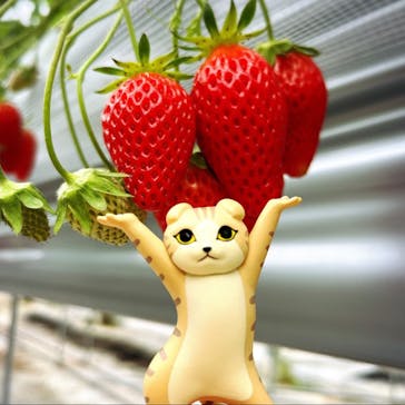 いのさんの観光農園に投稿された画像（2022/4/24）