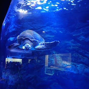 マクセル アクアパーク品川に投稿された画像（2022/4/24）