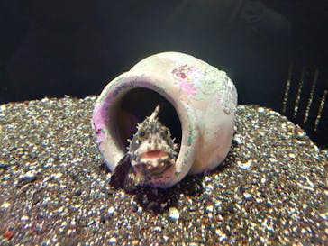 横浜開運水族館 フォーチュンアクアリウムに投稿された画像（2022/4/24）