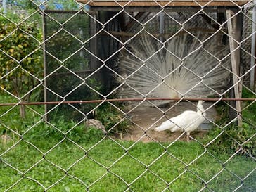 東武動物公園に投稿された画像（2022/4/24）