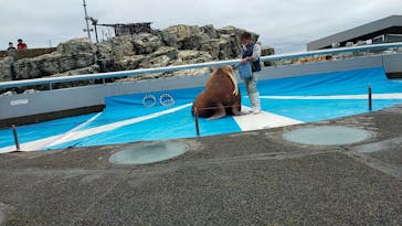 大分マリーンパレス水族館 「うみたまご」に投稿された画像（2022/4/24）