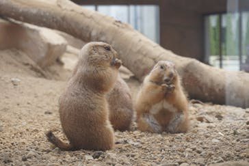 那須どうぶつ王国に投稿された画像（2022/4/24）