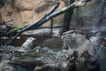 那須どうぶつ王国に投稿された画像（2022/4/24）