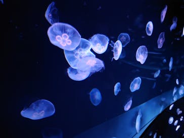 サンシャイン水族館に投稿された画像（2022/4/24）