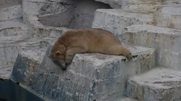 天王寺動物園に投稿された画像（2022/4/24）