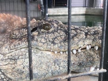 体感型動物園iZooに投稿された画像（2022/4/24）