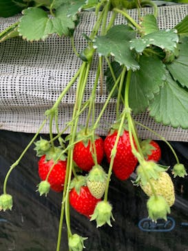 いちごBOXに投稿された画像（2022/4/24）