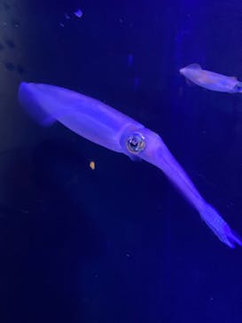 大分マリーンパレス水族館 「うみたまご」に投稿された画像（2022/4/24）