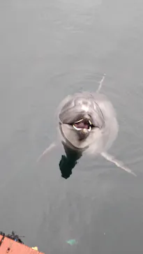 うみたま体験パーク 「つくみイルカ島」に投稿された画像（2022/4/24）