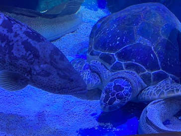 マクセル アクアパーク品川に投稿された画像（2022/4/24）