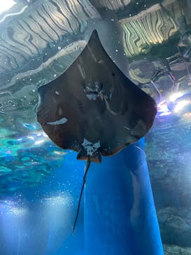 マクセル アクアパーク品川に投稿された画像（2022/4/24）