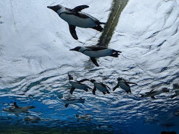 サンシャイン水族館に投稿された画像（2022/4/24）