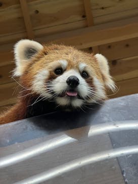 伊豆シャボテン動物公園に投稿された画像（2022/4/24）