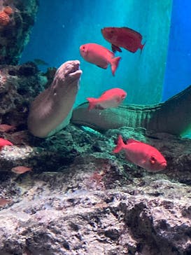 大分マリーンパレス水族館 「うみたまご」に投稿された画像（2022/4/24）