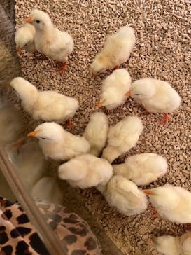 Moff animal cafe イオンモール幕張新都心店に投稿された画像（2022/4/25）