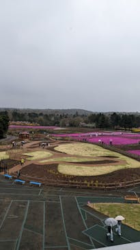 富士芝桜まつり(富士本栖湖リゾート)に投稿された画像（2022/4/25）