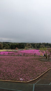 富士芝桜まつり(富士本栖湖リゾート)に投稿された画像（2022/4/25）