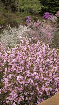 富士芝桜まつり(富士本栖湖リゾート)に投稿された画像（2022/4/25）