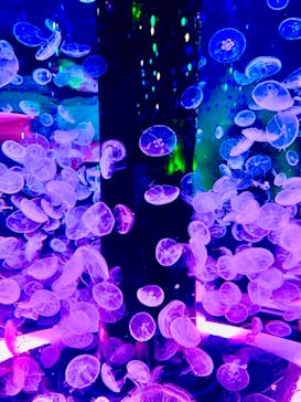 マクセル アクアパーク品川に投稿された画像（2022/4/25）