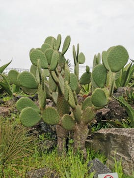 伊豆シャボテン動物公園に投稿された画像（2022/4/25）