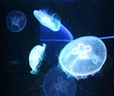 京都鉄道博物館×京都水族館に投稿された画像（2022/4/25）