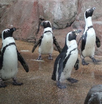 京都鉄道博物館×京都水族館に投稿された画像（2022/4/25）