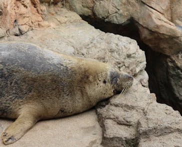 京都鉄道博物館×京都水族館に投稿された画像（2022/4/25）
