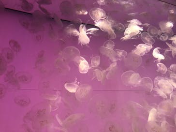 アクアワールド茨城県大洗水族館に投稿された画像（2022/4/25）